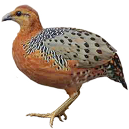 Chestnut-headed Hill Partridge